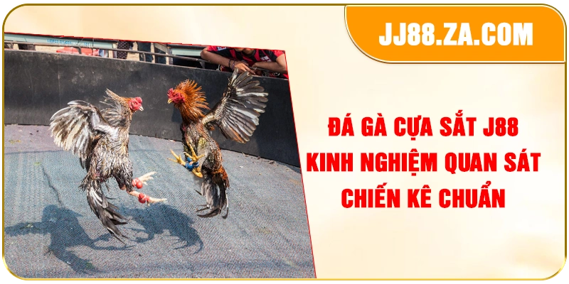 Đá Gà Cựa Sắt J88 – Kinh Nghiệm Quan Sát Chiến Kê Chuẩn