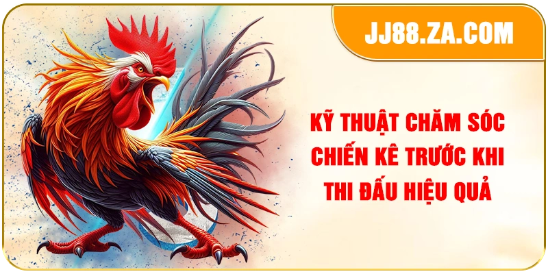 Kỹ thuật chăm sóc chiến kê trước khi thi đấu hiệu quả